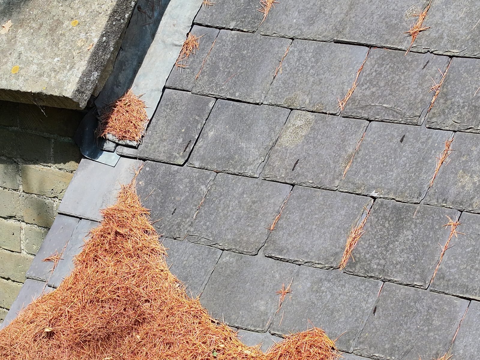Drone photograph of the plain-slated roof of St Paul's, Horn Hill, with drifts of fallen pine needles across the slates and heaped towards the gutter